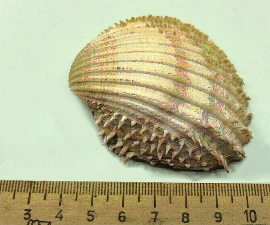 Двустворчатый моллюск Acanthocardia aculeata (Linne ).Адриатическое море. Фонды ГГМ РАН, № БП-11174