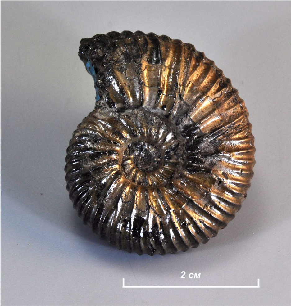 Ammonites scythicus[переопределен как Virgatites cf. pallasianus (d`Orbigny,  1845)]Фонды ГГМ РАН, № БП-09904