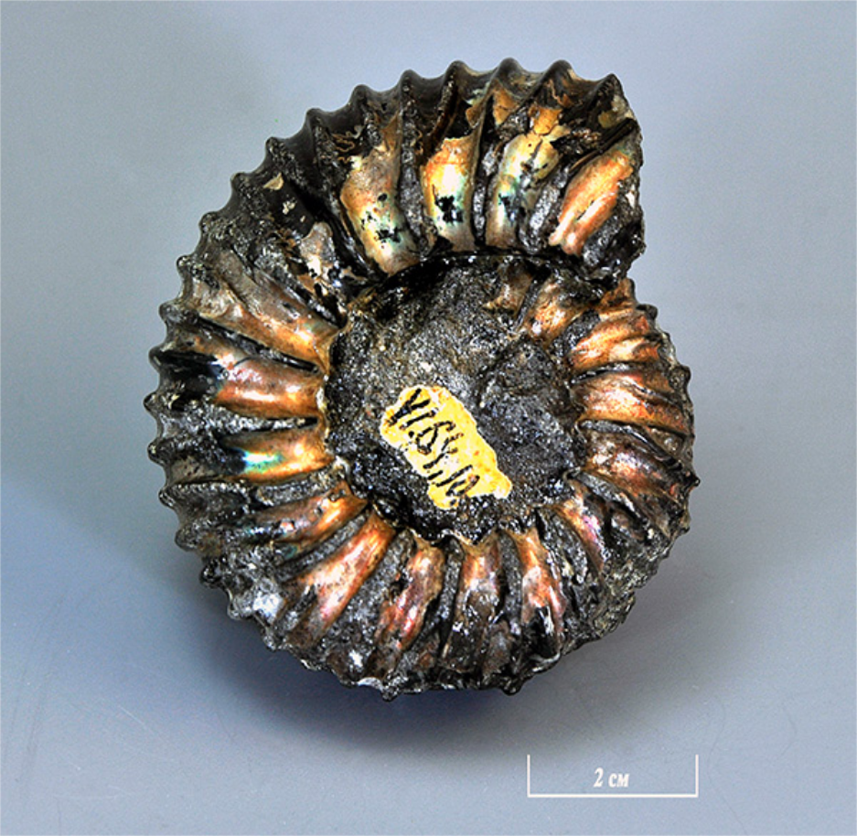 Ammonites lomonossovii [ныне род Lomonosovella]Фонды ГГМ РАН, № БП-09902