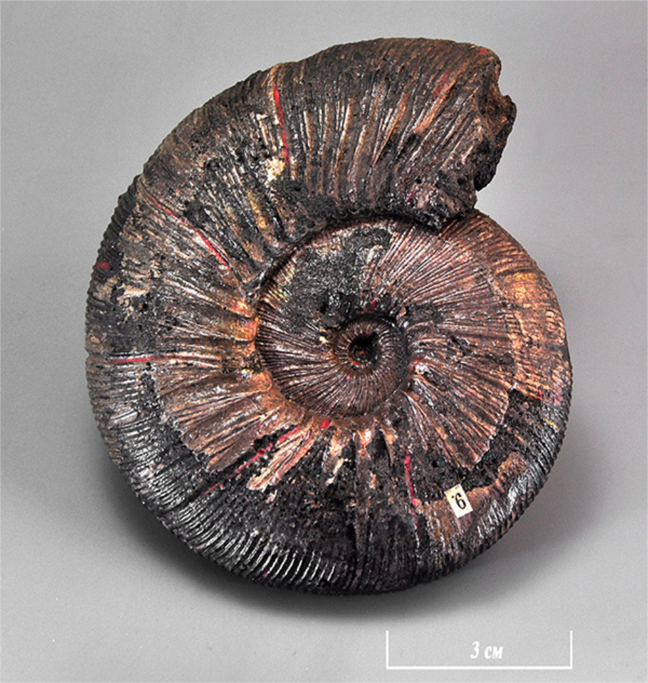 Ammonites virgatus [переопределен как Virgatites gerassimovi] Фонды ГГМ РАН, № БП-09918