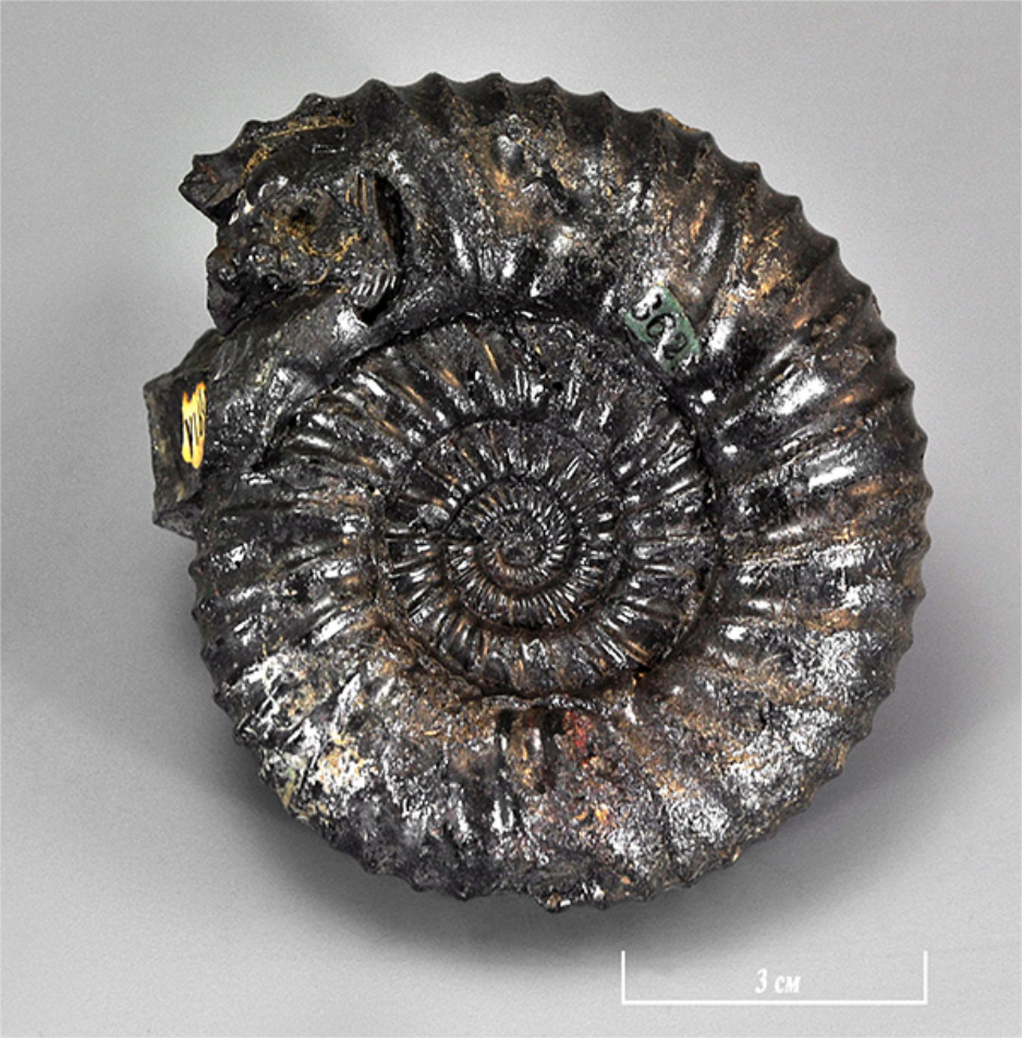 Ammonites panderi (ныне род Dorsoplanites)Фонды ГГМ РАН, № БП-09897